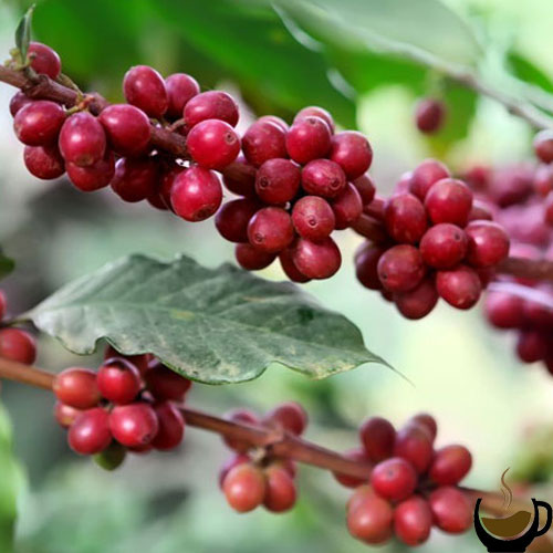 خرید قهوه در cafe7n